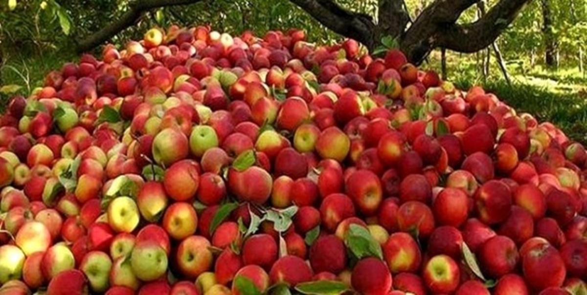 دپوی ۶۰۰ هزار تن سیب در سردخانه‌ها/ کشتی‌ کافی برای صادرات سیب از بندرعباس نداریم