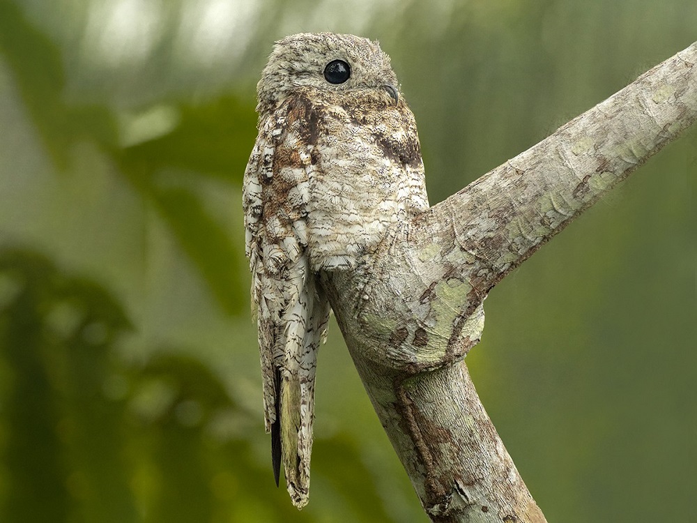 17 حیوان شگفت انگیز جنگل بارانی آمازون