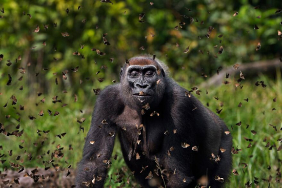عکس‌ های برترین جایزه محافظت از حیات وحش (+عکس)