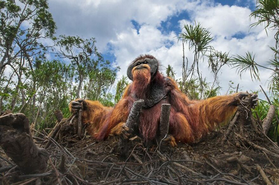 عکس‌ های برترین جایزه محافظت از حیات وحش (+عکس)