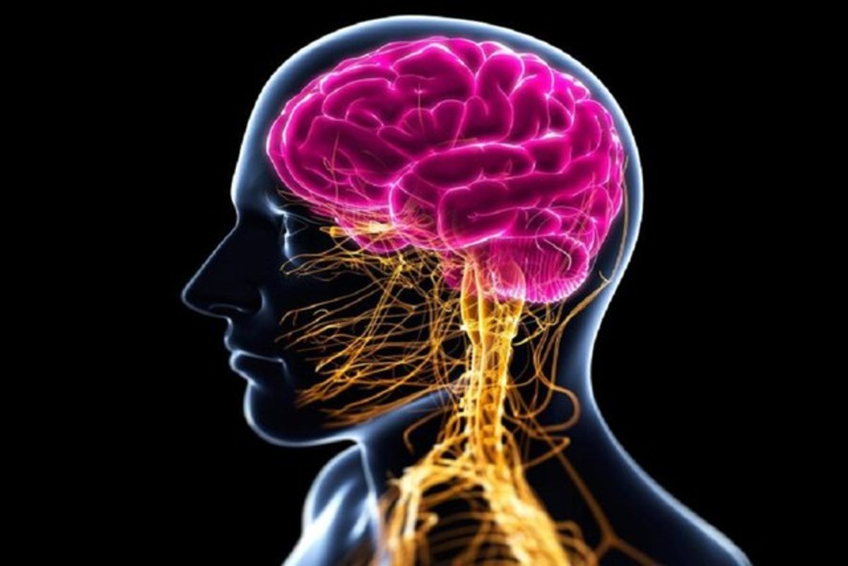تاثیر مخرب ویروس کرونا بر عصبی مهم در مغز