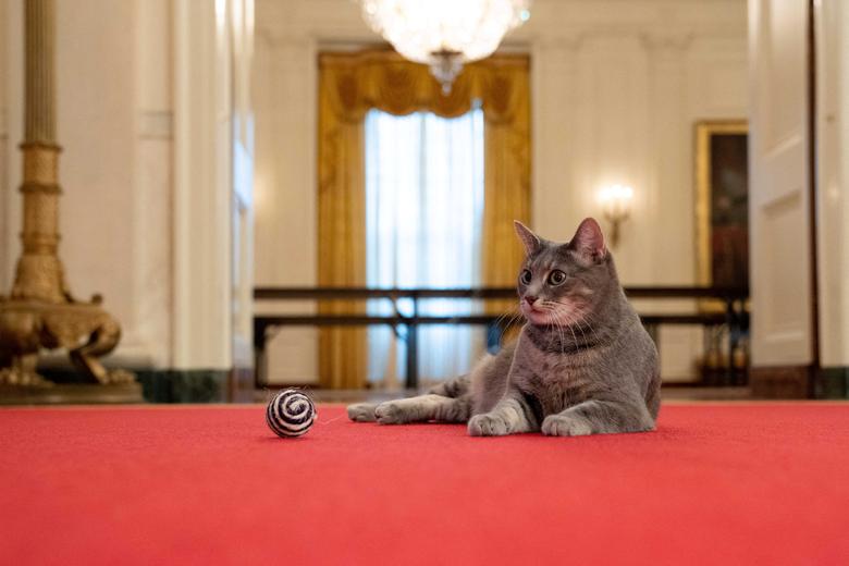 یک گربه؛ عضو جدید کاخ سفید/ او سیاسی است (عکس)
