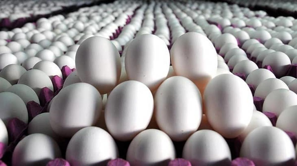 گرانی تخم مرغ ناشی از ضعف دستگاههای نظارتی است