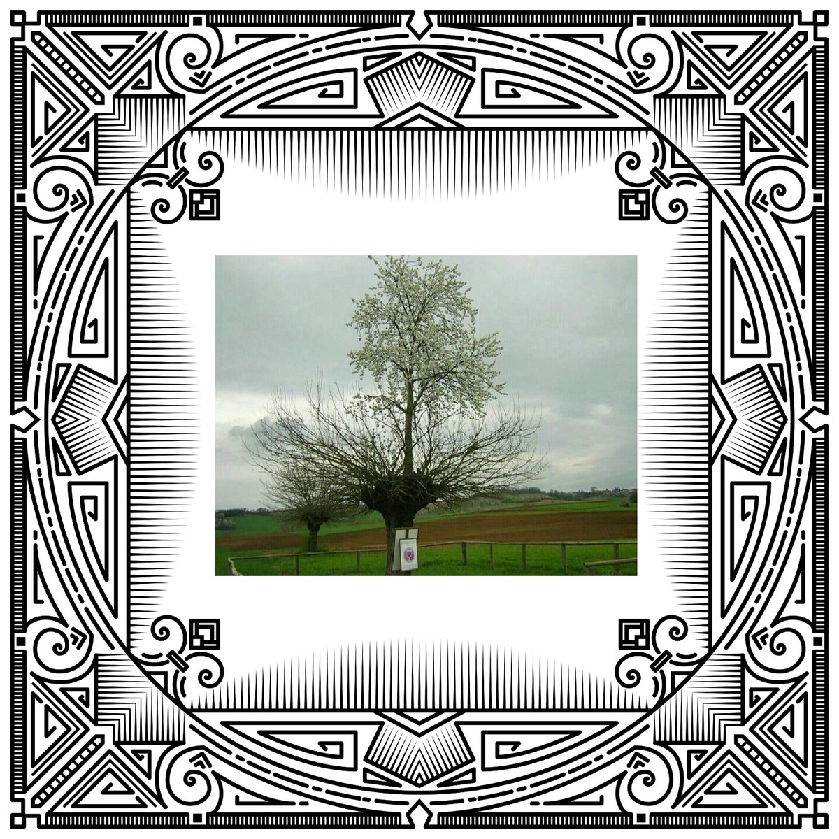 درخت دوبلکس (عکس)