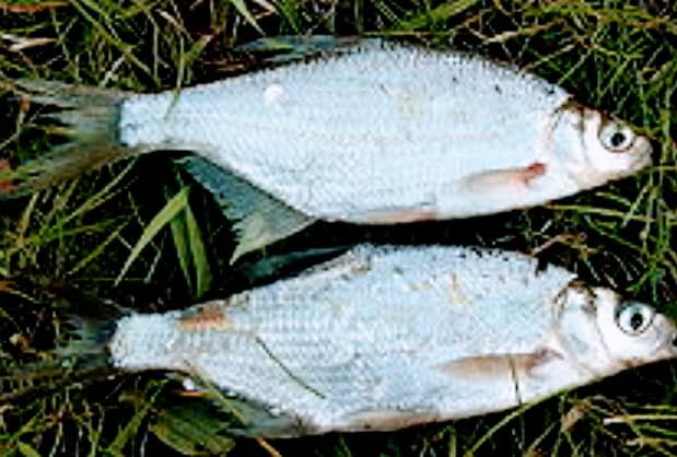 تلف شدن 630 قطعه ماهی در رودسر