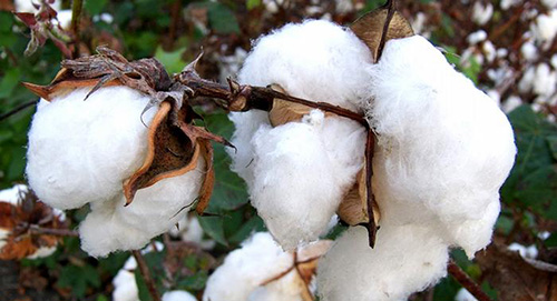 جهان بدون زنبور چگونه است؟ جهان بدون زنبور چگونه است؟