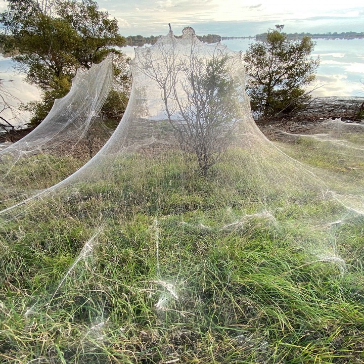 پوشیده شدن منطقه ویکتوریا در استرالیا با تار عنکبوت