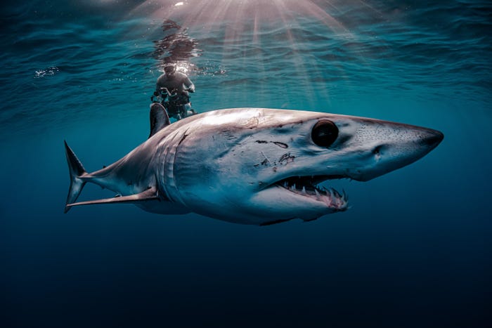 نمایی شگفت انگیز از حیات زیرآبی در مسابقه عکس روز جهانی اقیانوس