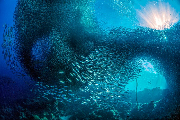 نمایی شگفت انگیز از حیات زیرآبی در مسابقه عکس روز جهانی اقیانوس