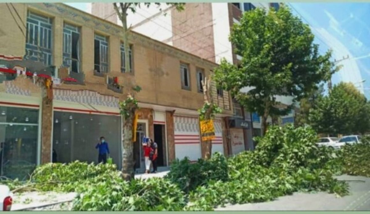 قطع درختان در یاسوج به خاطر تابلوی یک فروشگاه/ اداره برق: با عاملان قطع درختان برخورد کرده ایم