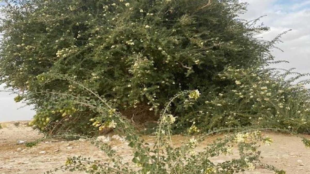 کشف درختی بی نظیر در عمان (+عکس)