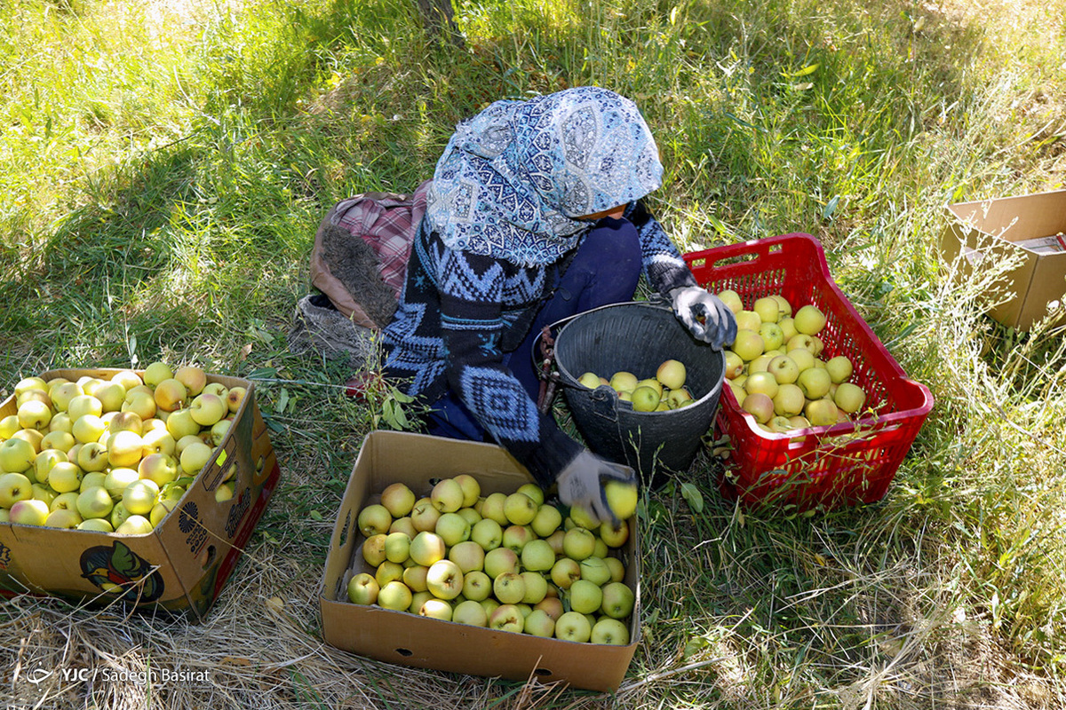 ارزآوری 327 میلیون دلاری صادرات سیب ایران