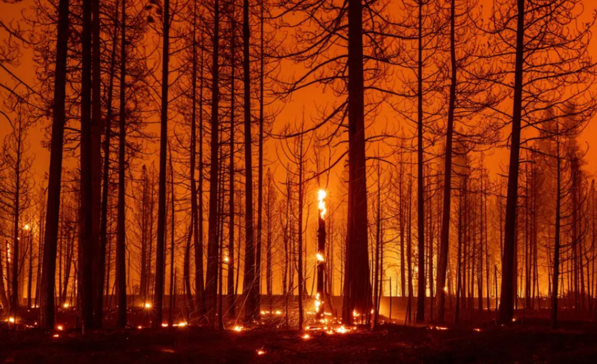 دیدنی های امروز؛ آتش سوزی جنگلی از ترکیه و یونان تا آمریکا