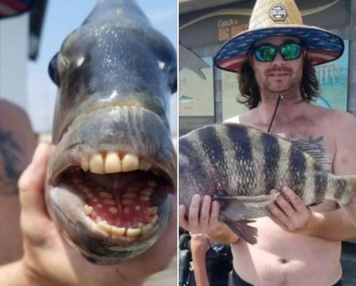 ماهی کمیابی با دندان‌هایی شبیه انسان (+عکس)