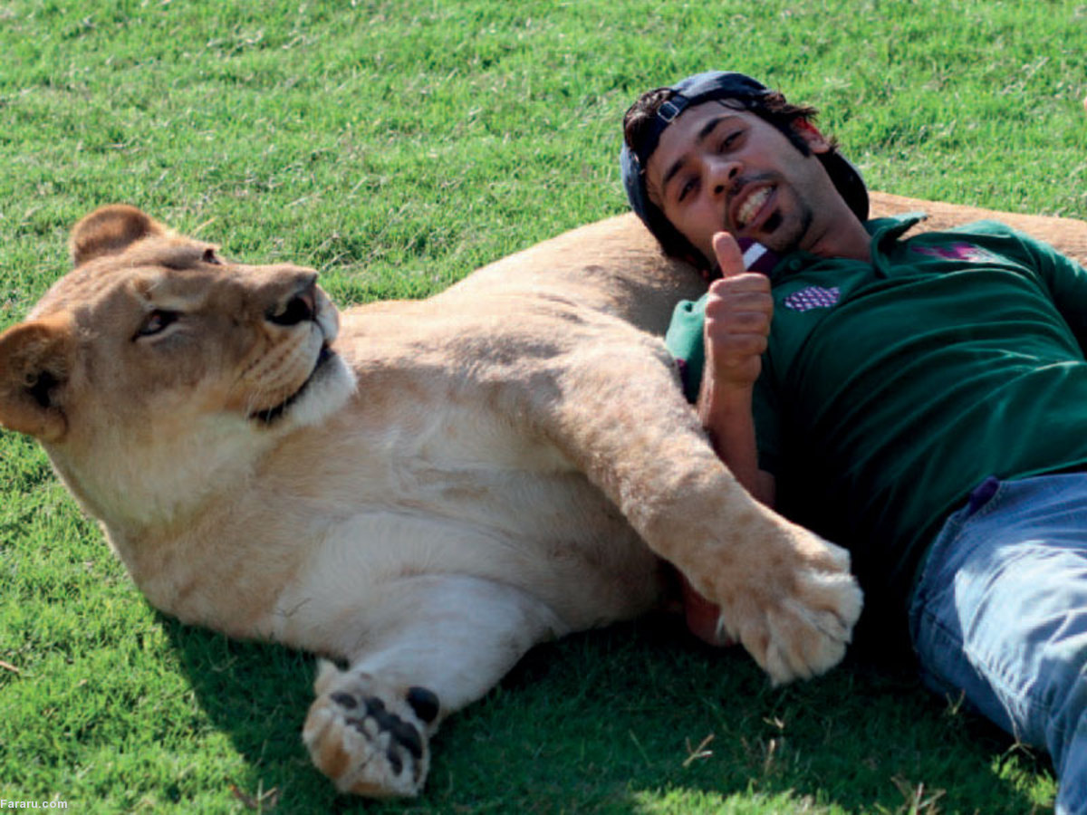 دوستی عجیب مرد اماراتی با حیوانات وحشی (فیلم)