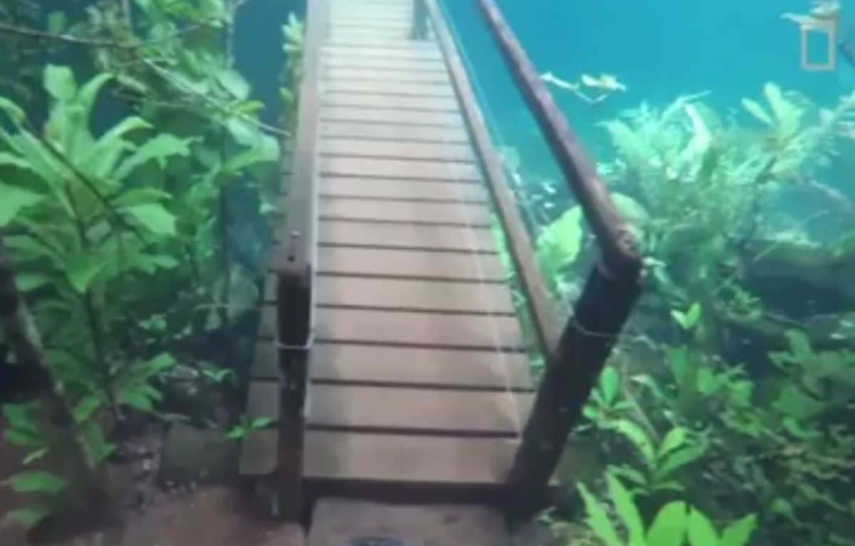 قدم زدن در یک پارک زیر آبی! (فیلم)