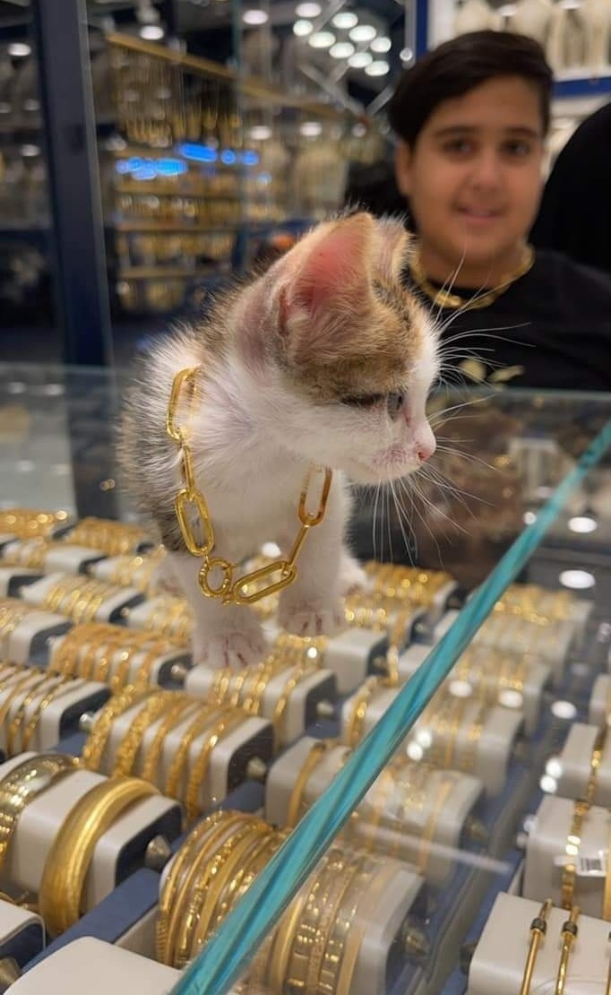 کودک عراقی برای گربه‌اش گردنبند طلا خرید! (+عکس)