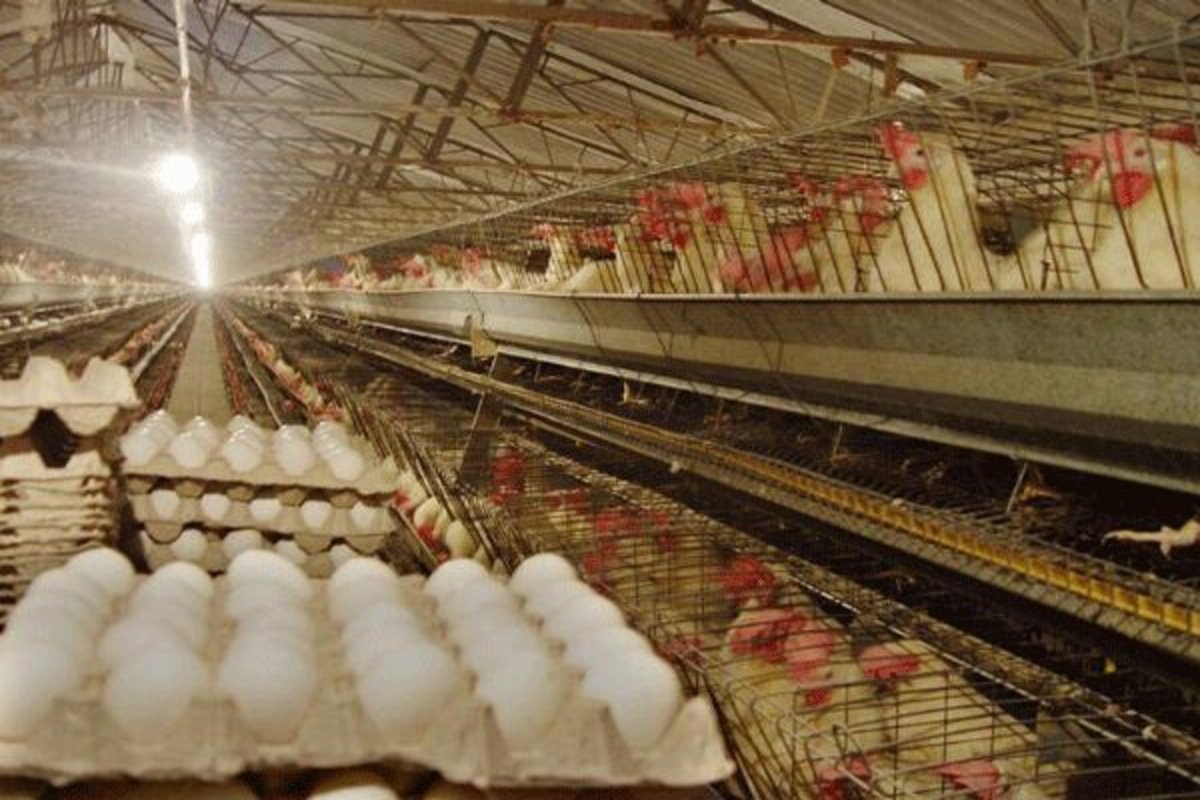 ۹۵ میلیون تخم مرغ نطفه‌ دار وارد کشور می شود