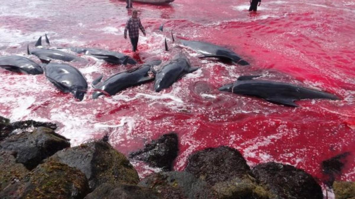 خشم عمومی در پی کشتار صدها دلفین در جزایر 