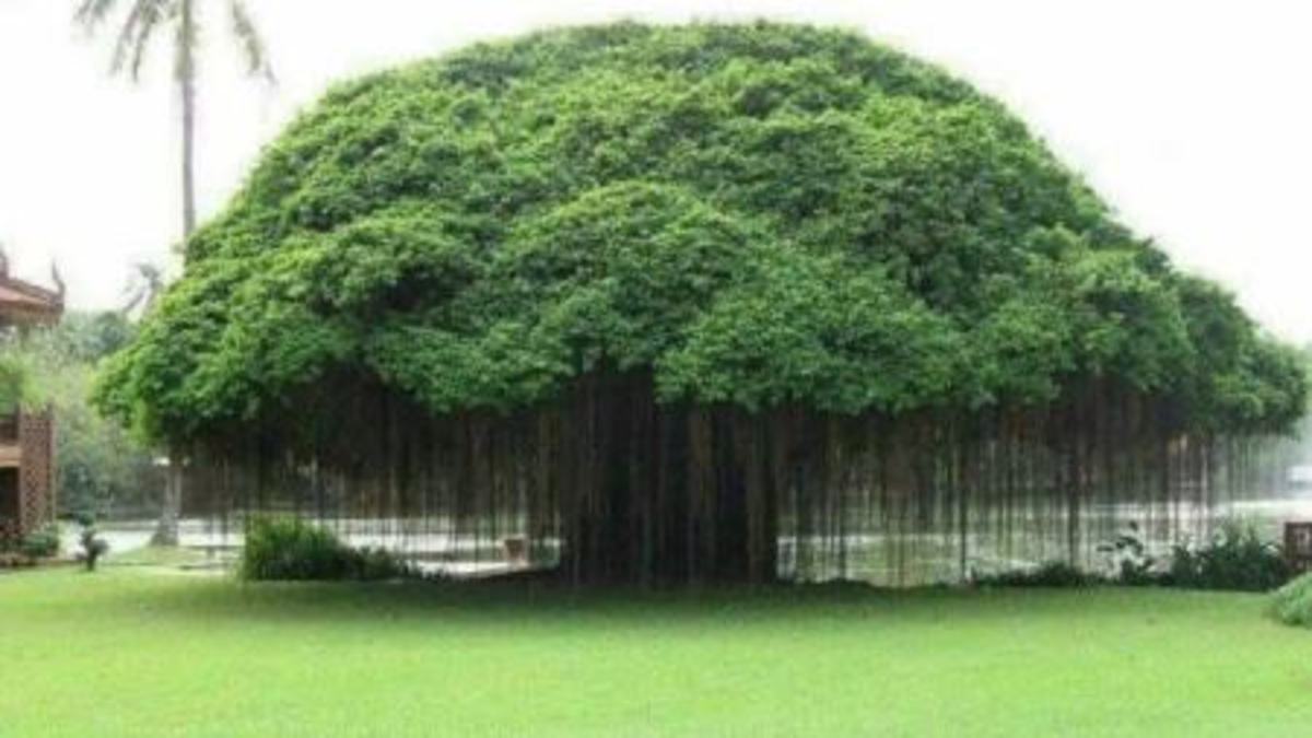 درختی که ریشه‌های هوایی دارد (+عکس)
