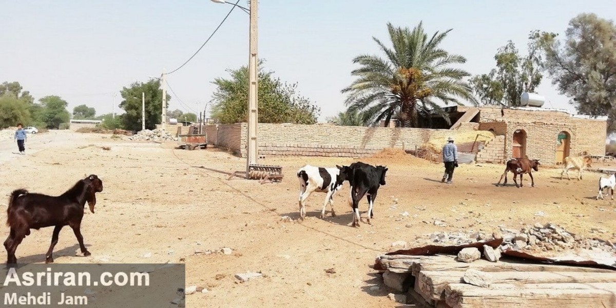 ادامه تنش آبی در روستاهای حمیدیه خوزستان (+فیلم)/ امام جمعه: آسیب ها و  خسارت ها هر لحظه بیشتر می شود