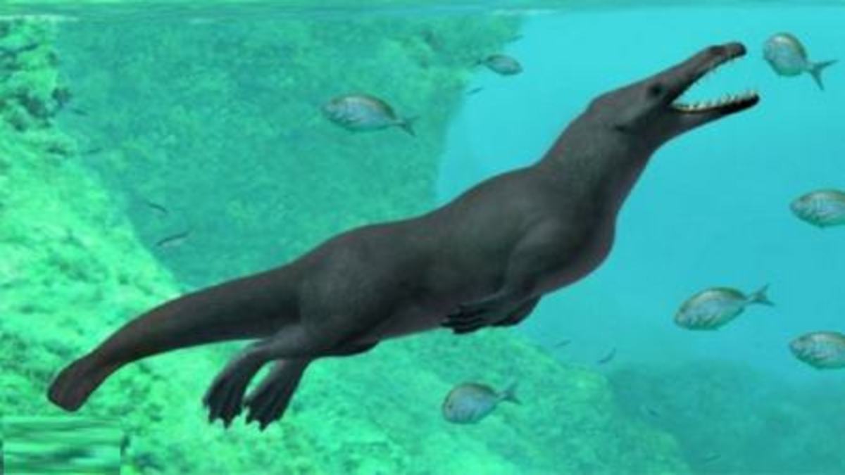کشف نهنگ 43 میلیون ساله ای در مصر