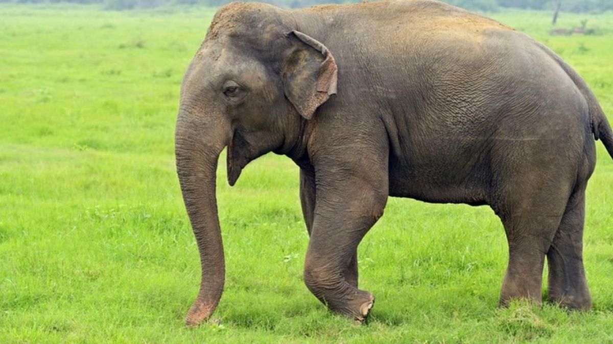 سرشاخ شدن فیل خشمگین با اتوبوس در هند (فیلم)