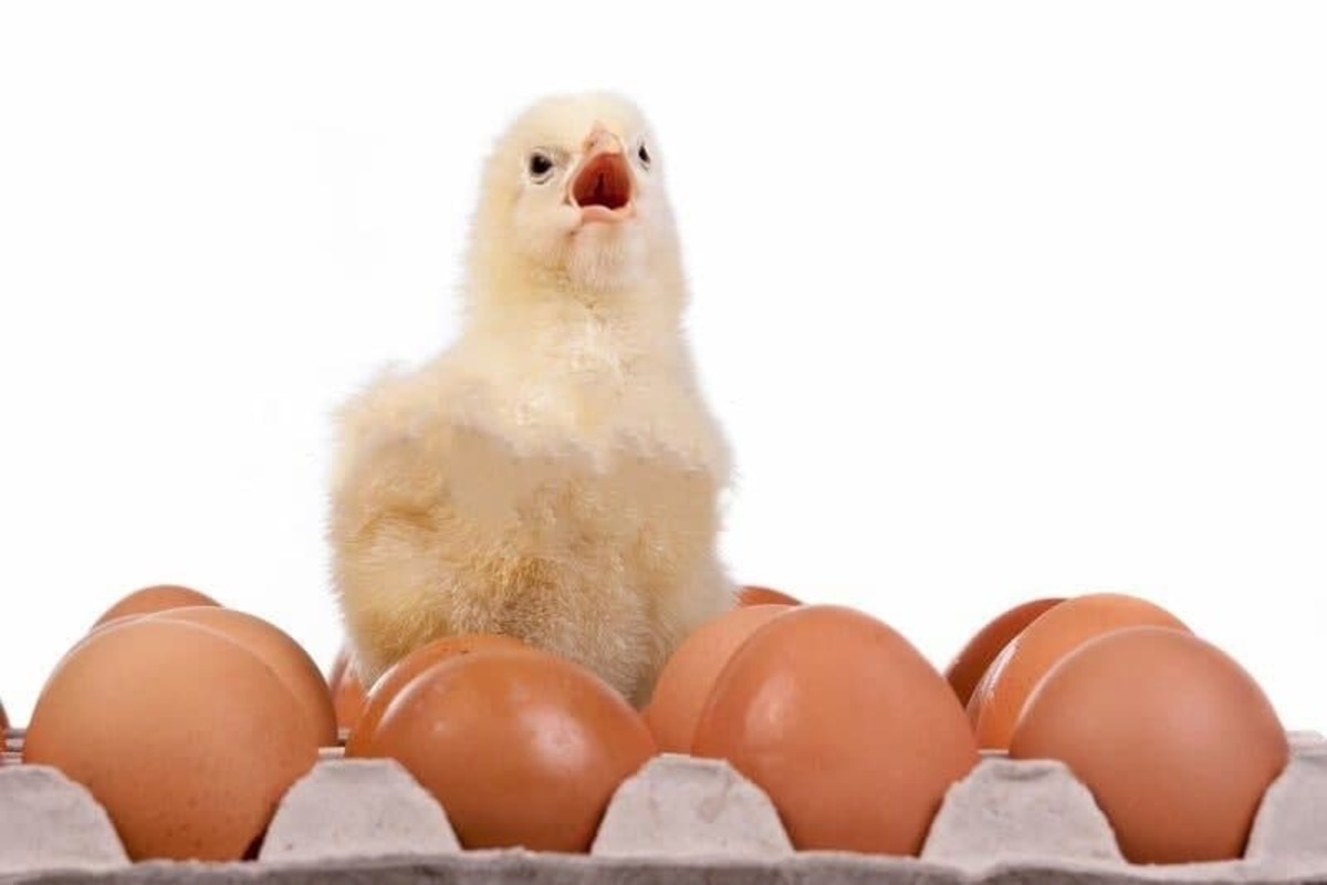 عامل اصلی گرانی تخم مرغ: کمبود جوجه یک روزه