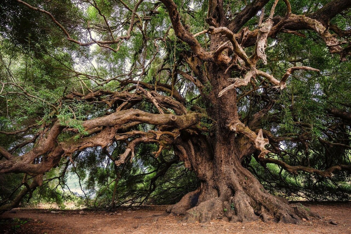 قدیمی ترین درختان زنده جهان: از «سرو ابرکوه» تا «بلوط صد اسب»(+عکس)