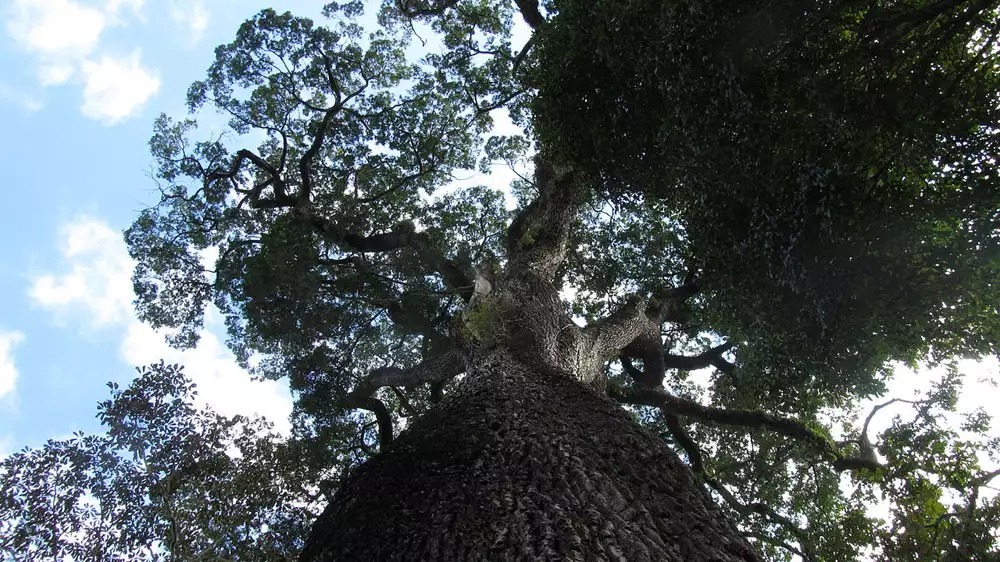 10 قدیمی‌ترین درخت زنده جهان