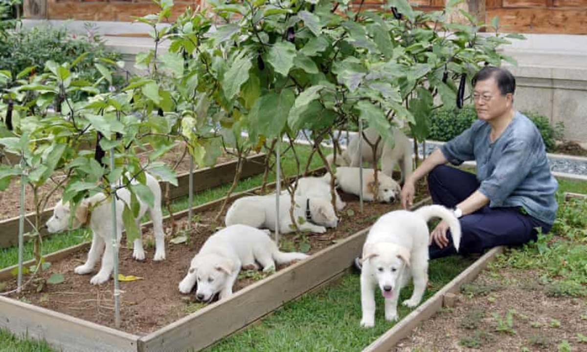 پیشنهاد رئیس جمهور کره جنوبی: ممنوعیت خوردن گوشت سگ