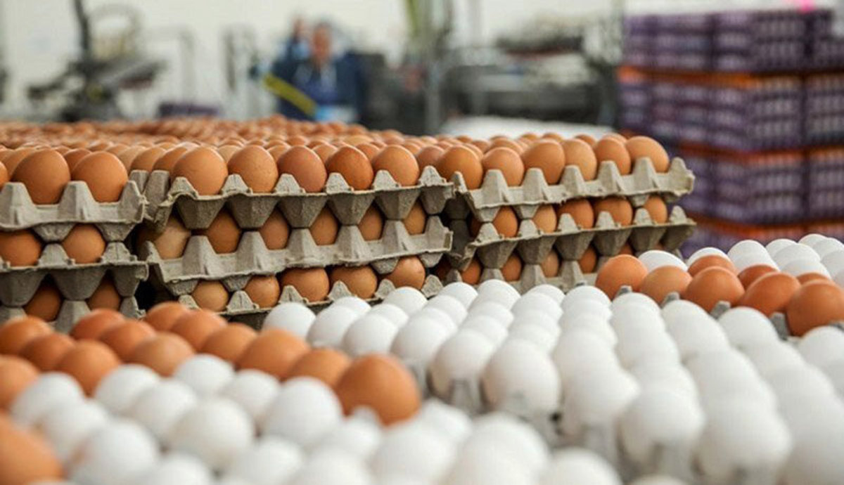 قیمت هر شانه تخم مرغ از ۵۵ هزار تومان گذشت