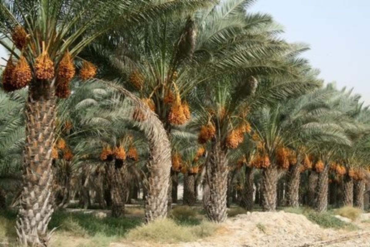ماجرای فروش نخل‌های خرمای فاریاب به کشور‌های عربی چیست؟ (فیلم)