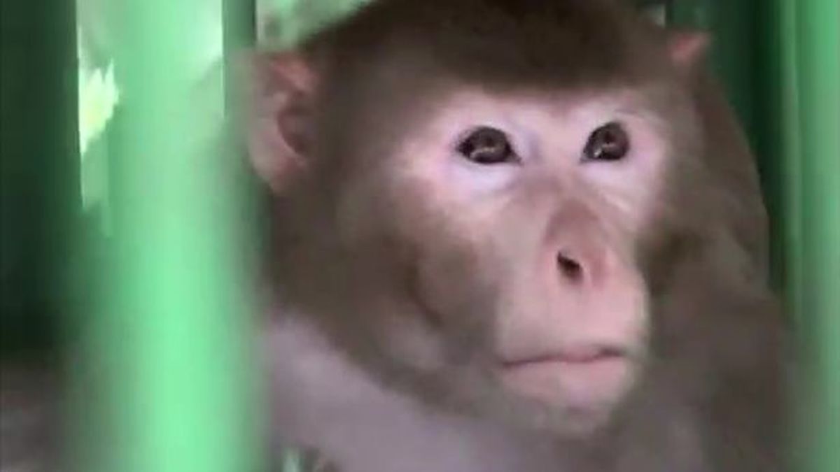 خوش شانسی بچه میمون در استخر پر از تمساح (فیلم)