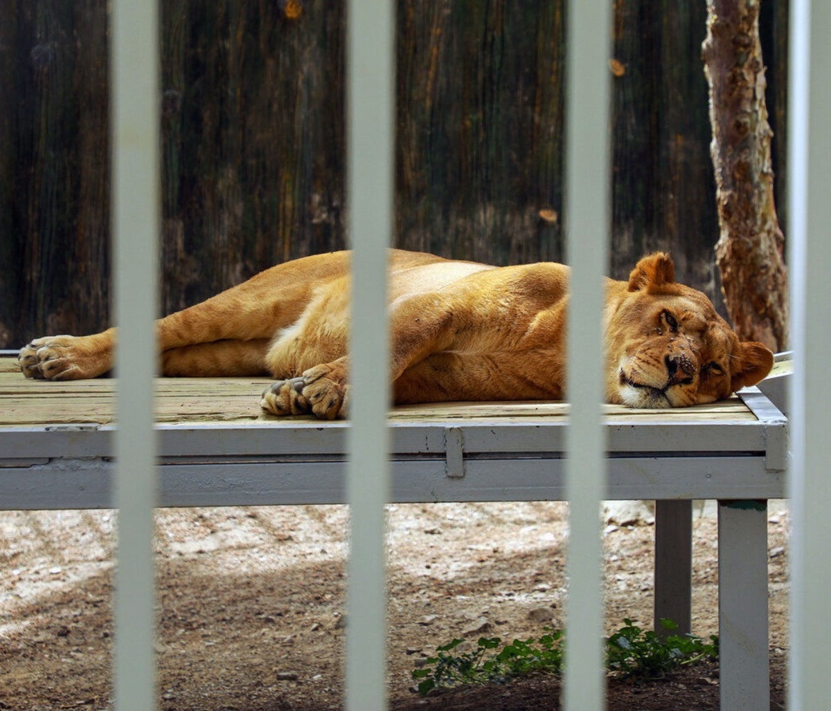 تعطیلی باغ وحش خرم‌آباد به دلیل نقض حقوق حیوانات