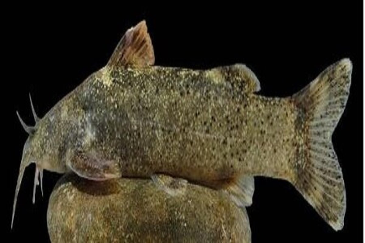 کشف و ثبت جهانی گونه جدید ماهی به نام علی دایی