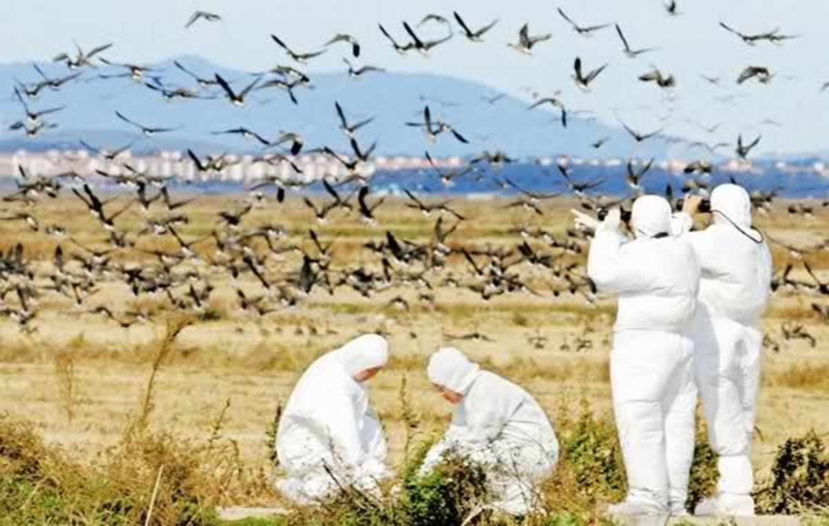 هشدار درباره همه گیری گسترده آنفلوانزای پرندگان در اروپا و آسیا