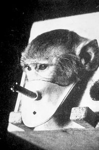 بیگل های سیگاری؛ پرونده ای قدیمی و دردناک از حیوان آزاری در انگلیس(+عکس)