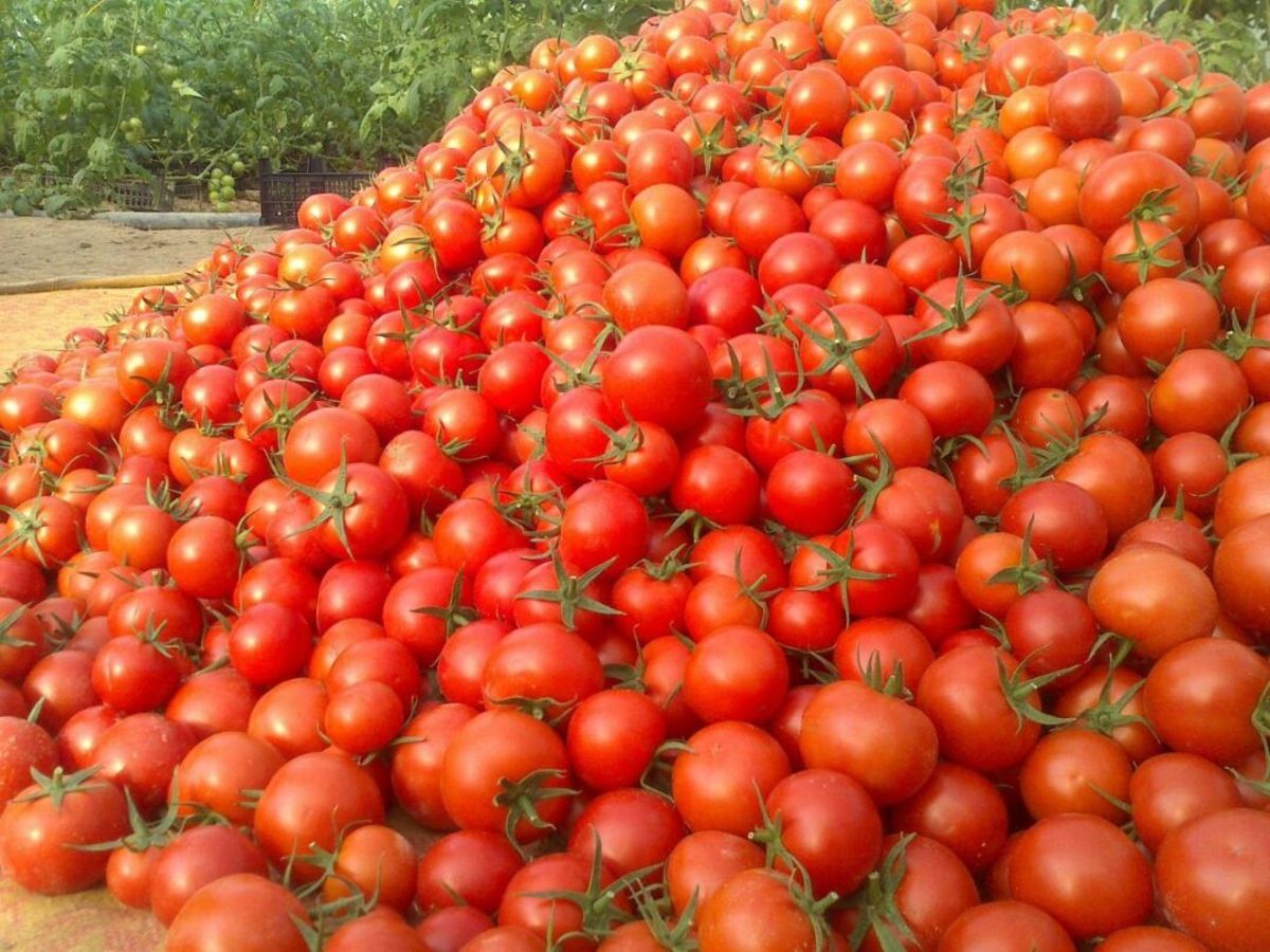 باران گوجه فرنگی را گران کرد