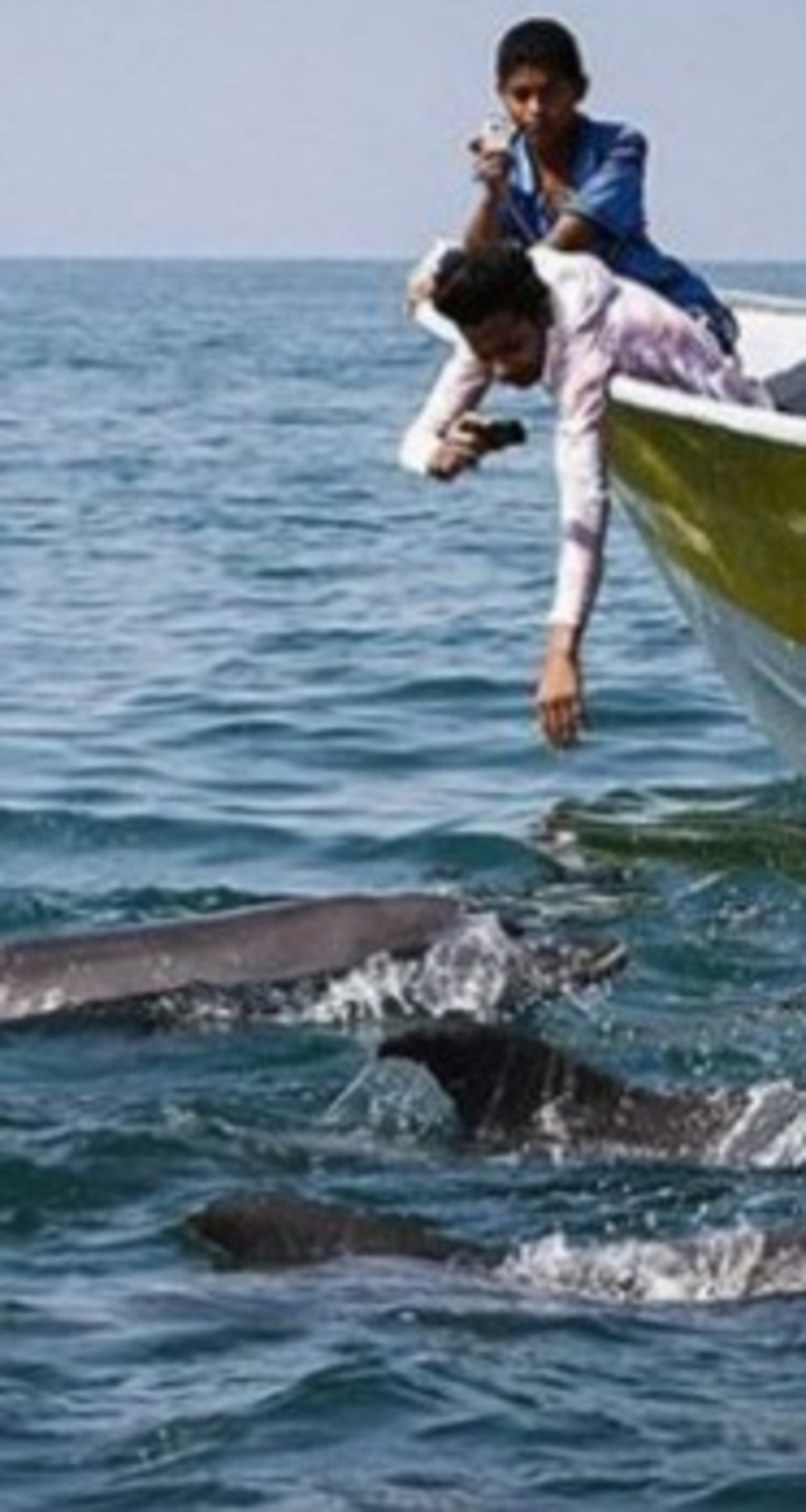 بازگشت دلفین‌ها به جزیره هنگام/ گردشگران بی‌احتیاط جان دلفین‌ها را به خطر انداخته‌اند (فیلم)