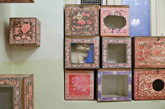 موزه‌ای برای گربه‌های ایرانی (+عکس)