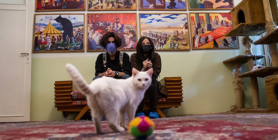 موزه‌ای برای گربه‌های ایرانی (+عکس)