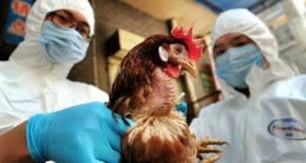 احتمال شیوع آنفلوآنزای فوق حاد پرندگان با شروع فصل مهاجرت