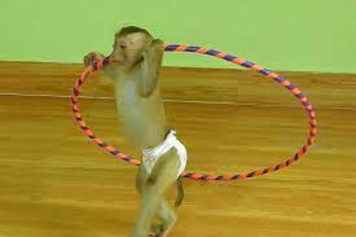 هنرنمایی جذاب و تماشایی یک میمون با هولاهوپ (فیلم)