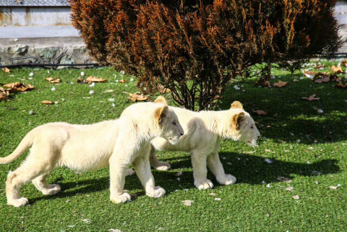 تولد دو توله شیر سفید در جنوب اسپانیا (فیلم)