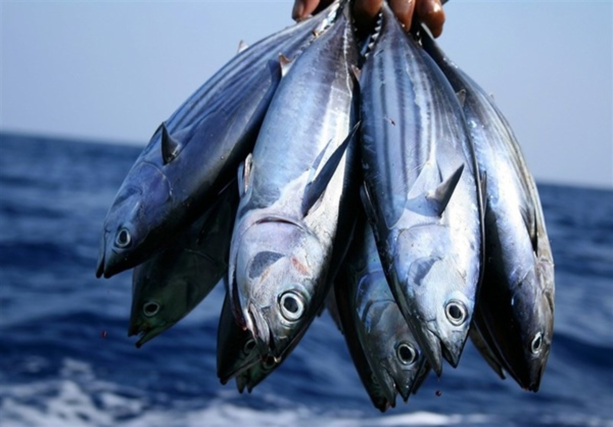 افزایش ۸۰ درصدی قیمت ماهی/ خرید برای مصرف‌کنندگان دشوارتر شد