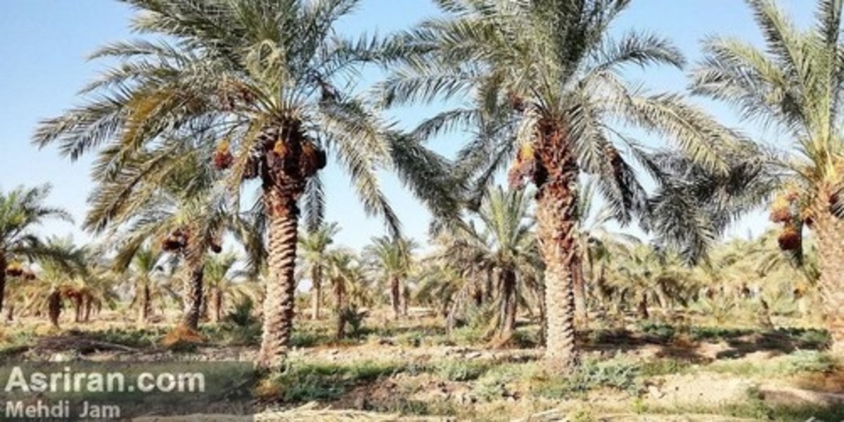 اتاق بازرگانی اهواز: ۴۰ درصد از نخل‌های خوزستان از بین رفتند