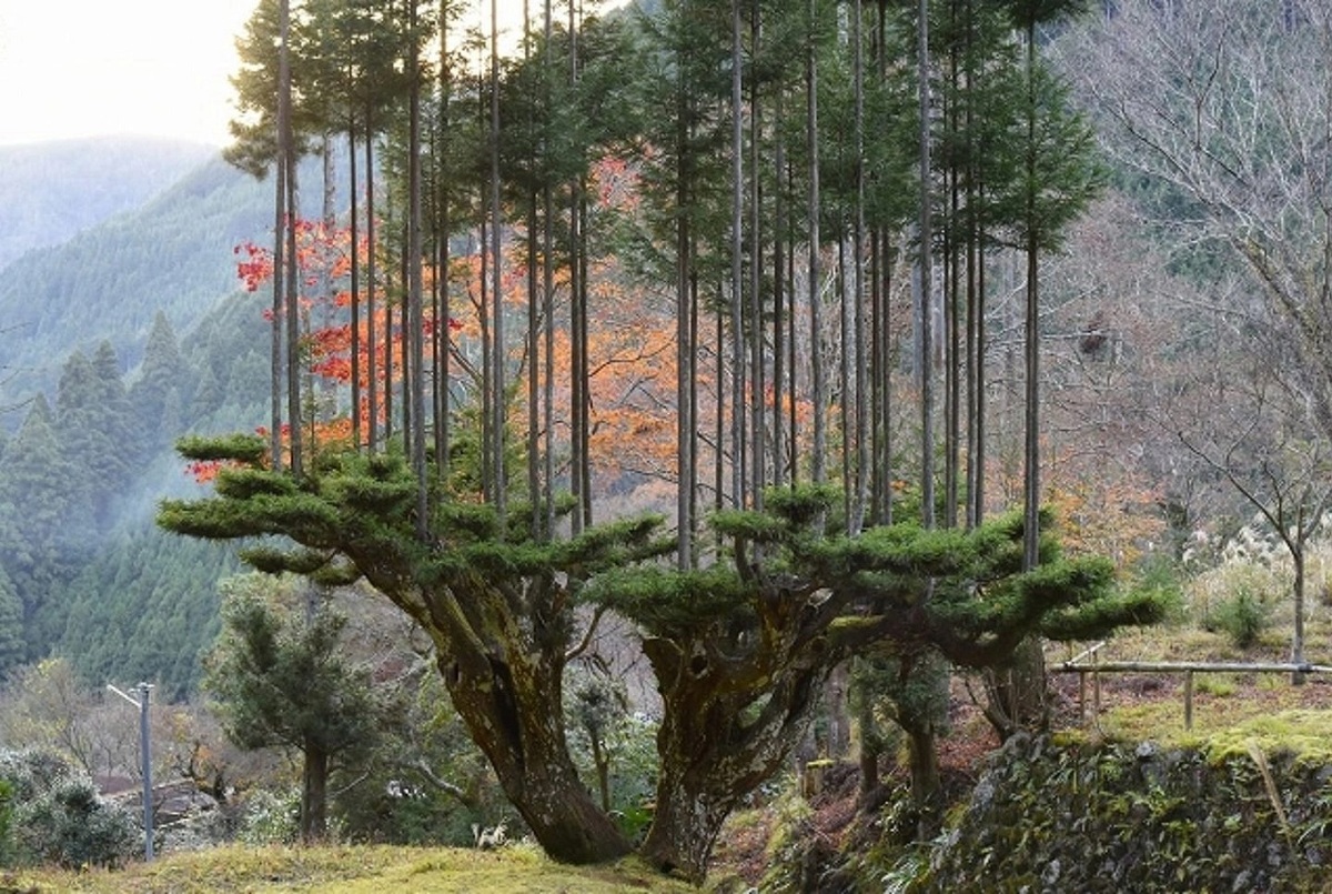 تکنیک قرن پانزدهمی ژاپنی ها برای نجات امروز جنگل ها! (+ فیلم و عکس)