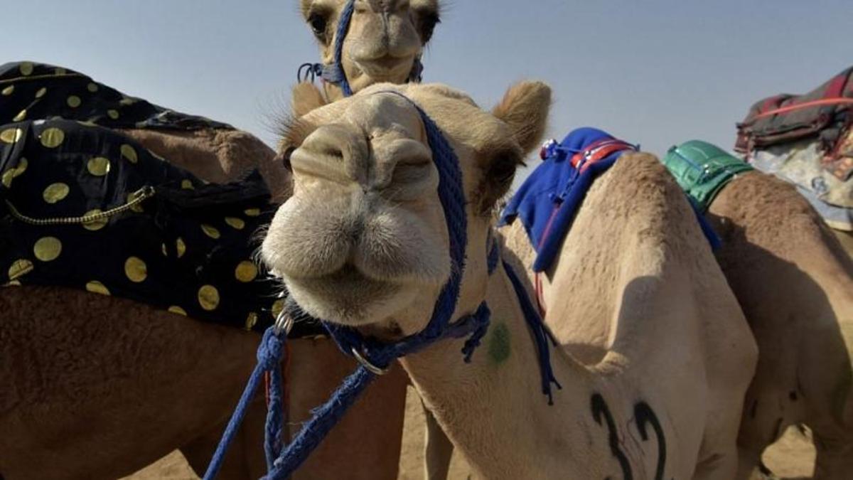 تزریق ژل و بوتاکس ده‌ها شتر را از رقابت در جشنواره عربستان محروم کرد