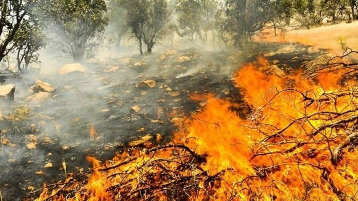 پشت پرده آتش‌سوزی‌های گسترده در جنگل‌های زاگرس؛ جنگل‌ها را عمدی آتش می‌زنند/ قوه قضاییه ورود کند (فیلم)
